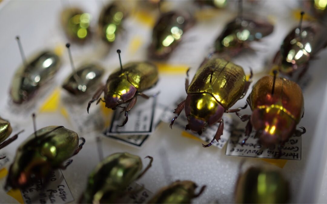 Bioprincipic Research