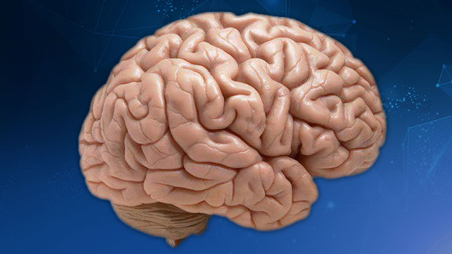 image of brain